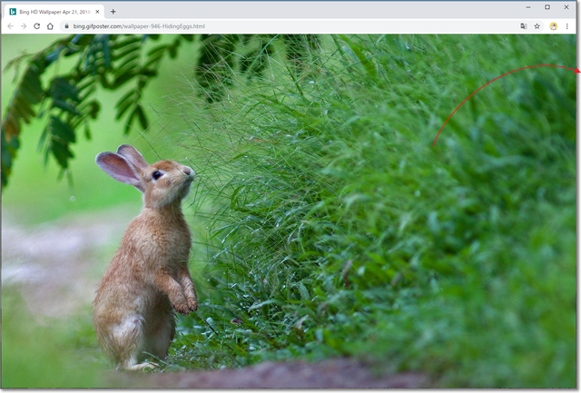 Bingの日替わり画像を入手 今日のどーじょー主